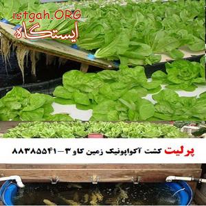 پرلیت و کارآیی آن درکشت آکوآپونیک Perlite