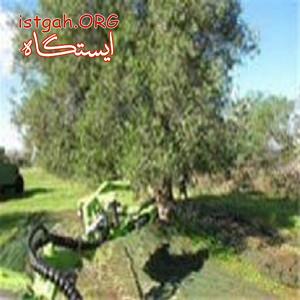 شیکر زیتون و پسته و گردو