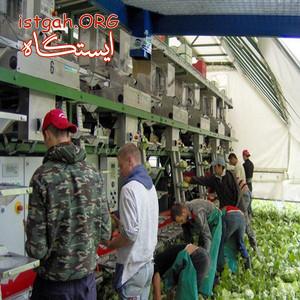 دستگاه بسته بندی سبزی و کاهو