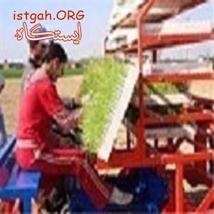 نشا کار پیاز برنطین