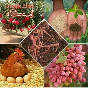 ارسال کود مرغی و کود گاوی به سراسر کشور