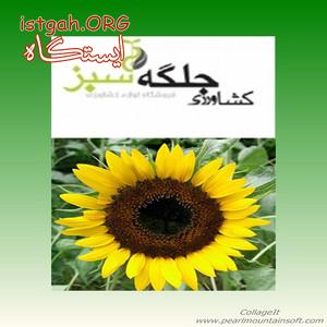 واردات و عرضه انواع بذر گل