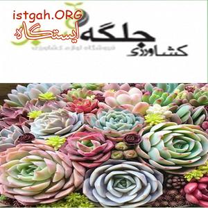 تولید و عرضه گل آپارتمانی