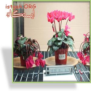 ضدیخ و ضد استرس گیاهان