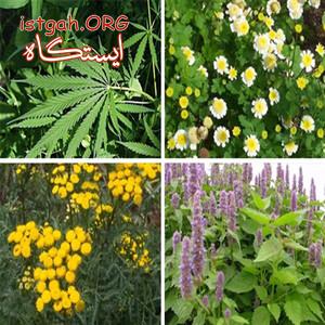 فروش گیاهان دارویی، میوه خشک و چیپس میوه (پارس_درایر)