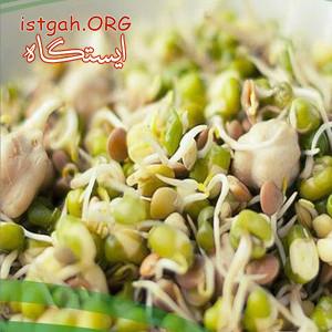 ر اه اندازی خط تولید آرد جوانه