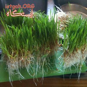 تولید علوفه انبوه با استفاده از دستگاه علوفه هیدروپونیک