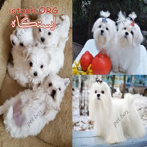 فروش توله های ۲.۵ماههبرفی مالتیز
