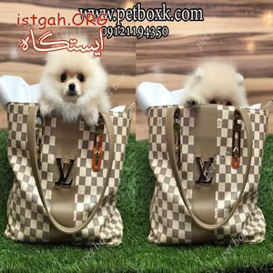 پامرانین سفید تی کاپ