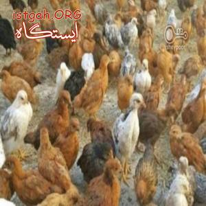 فروش جوجه مرغ یکروزه اصلاح شده و ارسال به سراسر کشور در