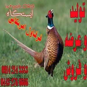 تولید و فروش جوجه قرقاول و تخم نطفه دار در ارومیه