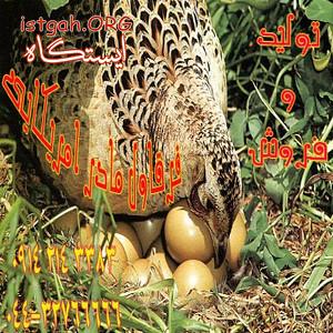 تولید،عرضه،فروش انواع قرقاول و کپک در ارومیه