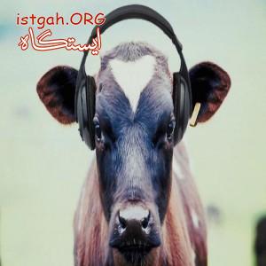 فروش اینترنتی گوشت گوساله لاکچری