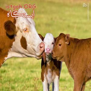 فروش گوساله پرواری در گیلان