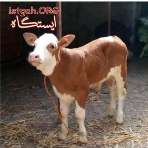 گوساله پرواری فروشی