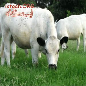 پروار گوساله نژاد سمینتال