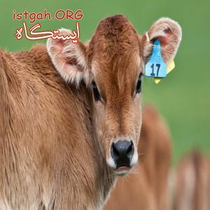 پروار گوساله شیری
