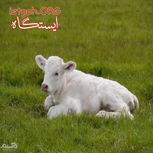 فروش گوساله شهریار