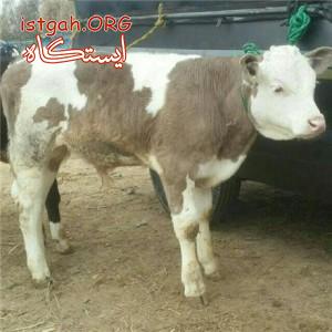 فروش گوساله اصیل درجه یک