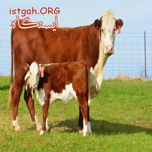 خریدار گوساله گوشتی هلشتاین و سمینتال