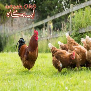 فروش جوجه مرغ بومی رنگی-جوجه یک روزه-مرغ تخم گذار بومی
