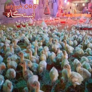 فروش جوجه بوقلمون یک ماهه ویک روزه