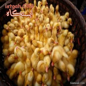 فروش جوجه اردک