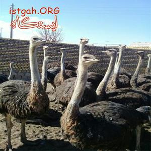 فروش جوجه شتر مرغ