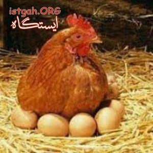 فروش مرغ تخم گذار