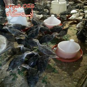 فروش جوجه بوقلمون برنز