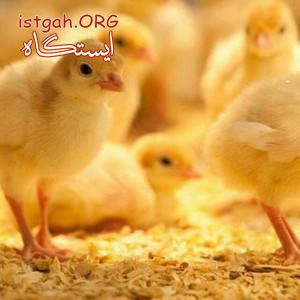 فروش جوجه بوقلمون یک روزه