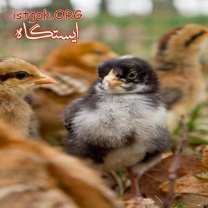 فروش مرغ جهادی