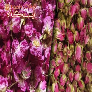 فروش عمده پرگل و گل باز و غنچه گل محمدی
