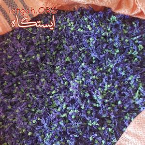 فروش عمده پنیرک بنفش درجه یک
