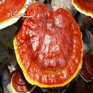 معجزه گانودرما