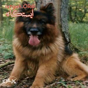 سگ همراه ژرمن شپرد