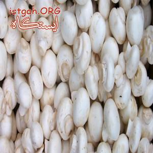عرضه مستقیم قارچ به قیمت کارخانه