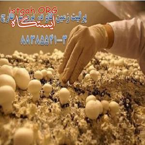 پرلیت بر خوراک طیور چه تاثیری دارد؟ Perlite